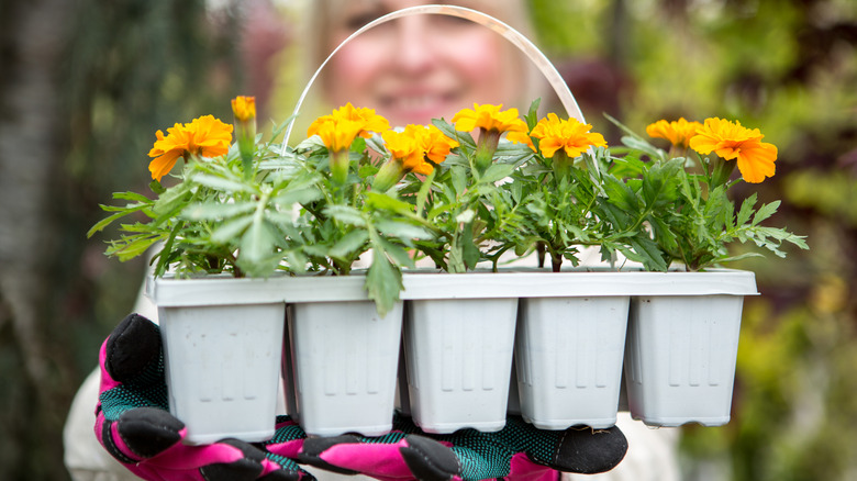 Person holding a tray of store-bought yellow marigold plants