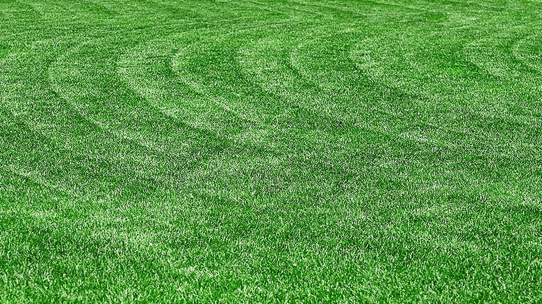 Lawn with curved stripes