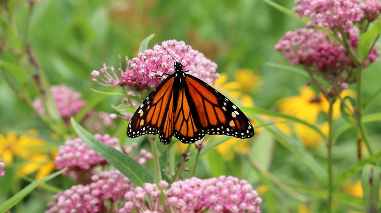 monarch butterfly on milkweed plant