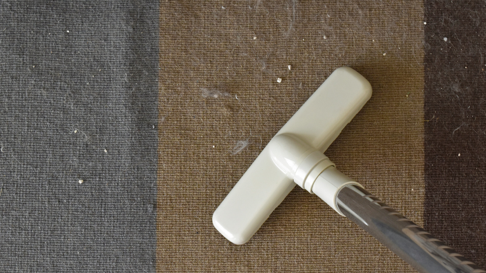 How To Get LeftBehind Litter Out Of Your Carpet