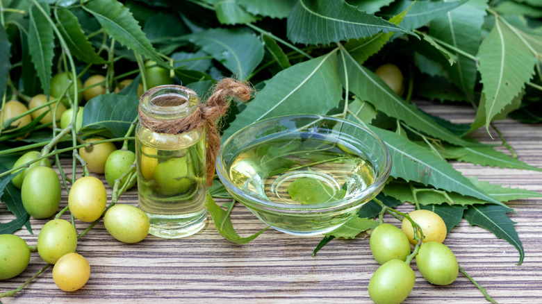 Neem plant and neem oil in a small bottle
