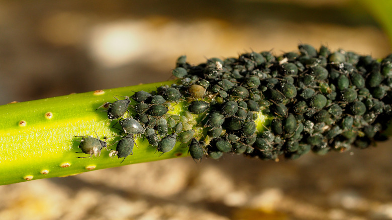 Blackfly aphids gathered on plant stem