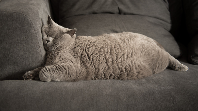 Gray cat on sofa