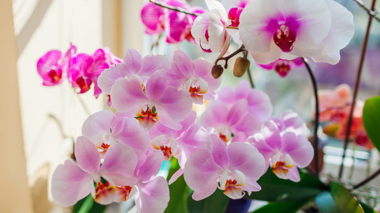 Pink and white moth orchids bloom in a window.