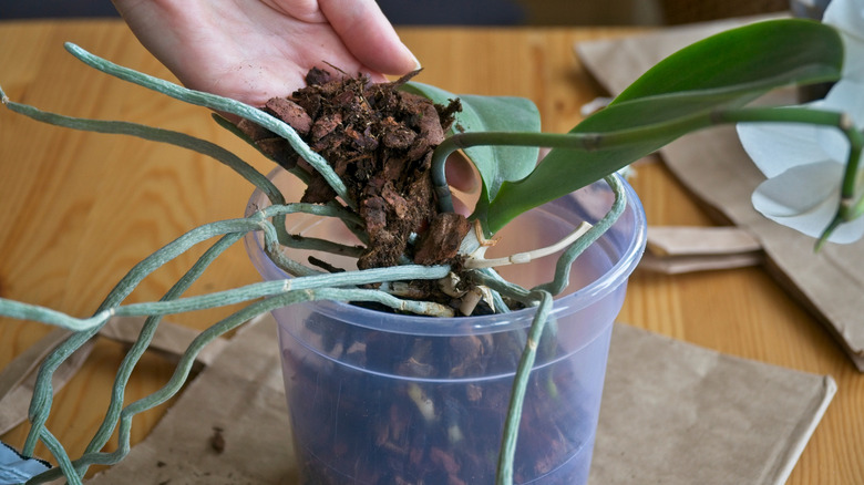 One hand places orchid substrate in a pot around a growing orchid.