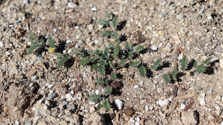 young puncturevine plant