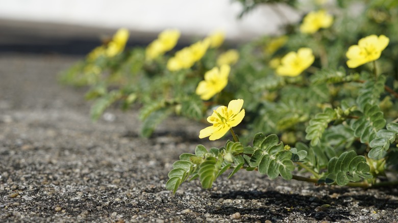 puncturevine blooming in a lawn