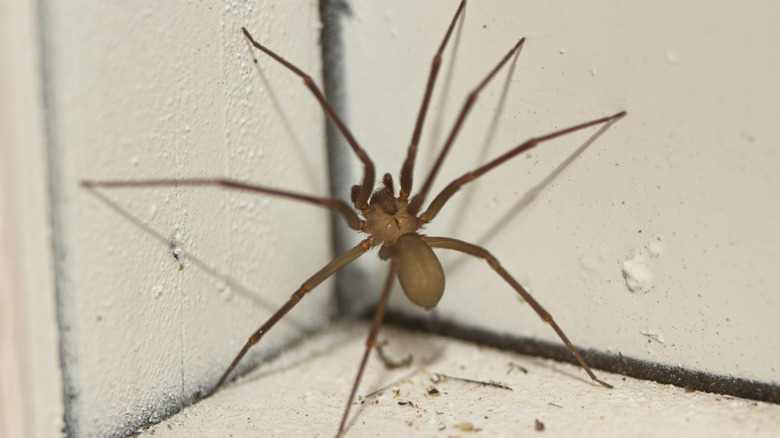 A brown recluse spider in a corner