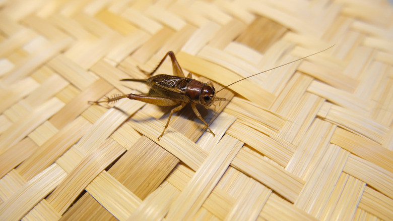 Close-up shot of a cricket on a woven bamboo mat.