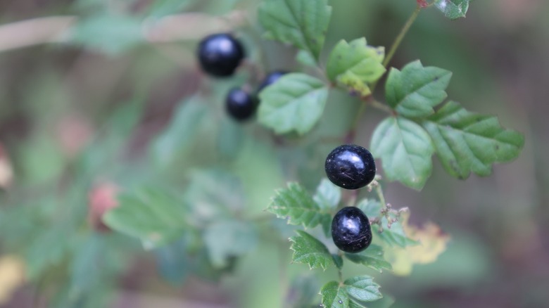 close up of peppervine berries