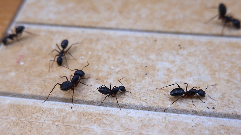 Black ants marching on a textured surface