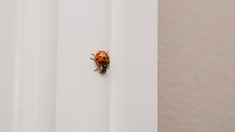 An Asian lady beetle moving down a window frame