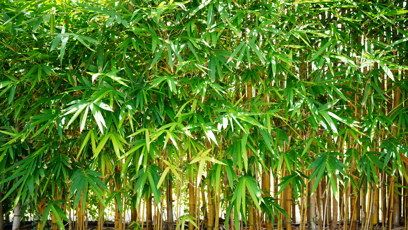 How To Get Rid Of Bamboo If It Takes Over Your Garden