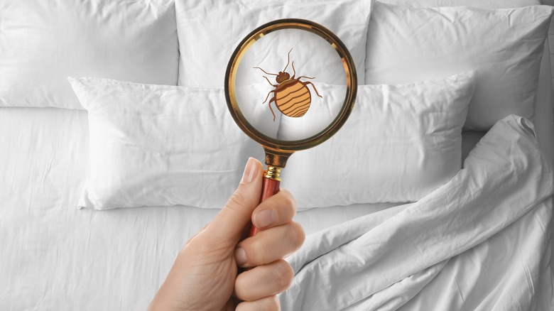 bed bugs on bedding