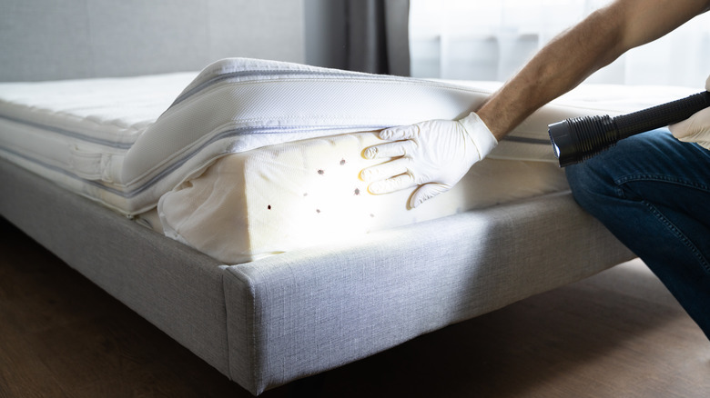 bed bugs on mattress