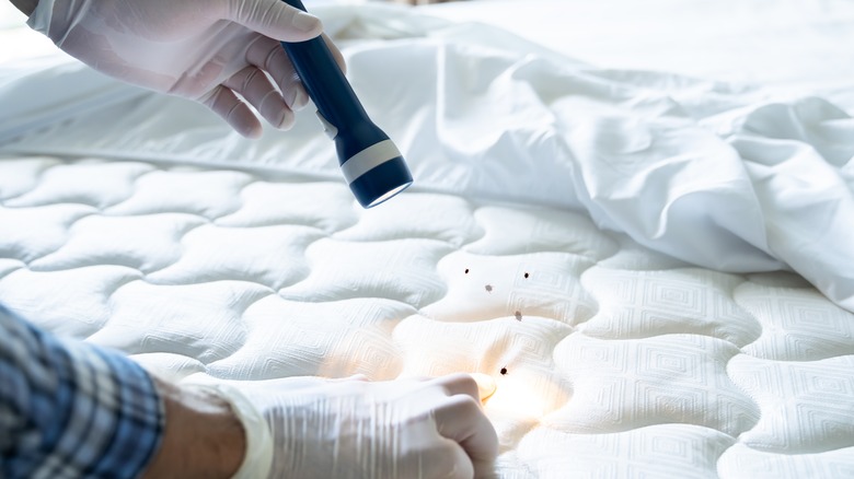 identifying bed bugs