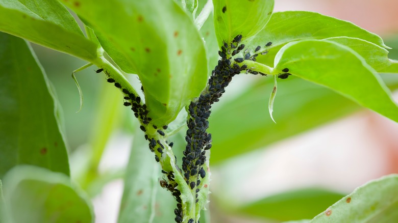 small black bugs on plant
