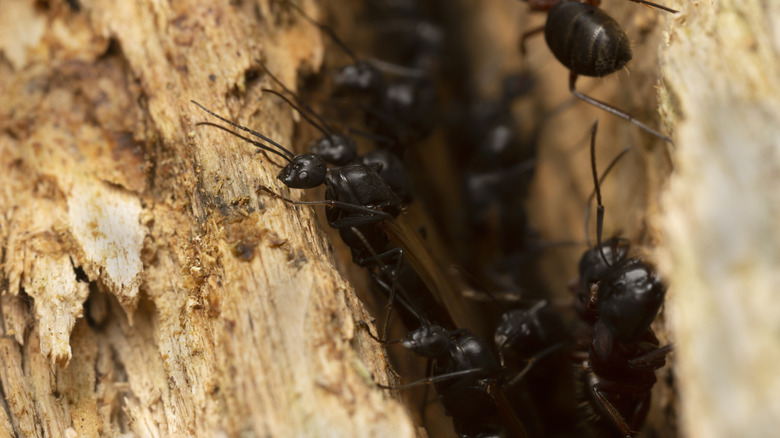 Black carpenter ants crawling around inside a crack in a piece of raw wood.