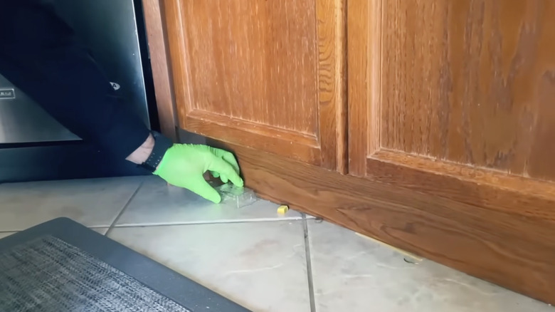 A person wearing gloves sets out a carpenter ant bait station in the kitchen.