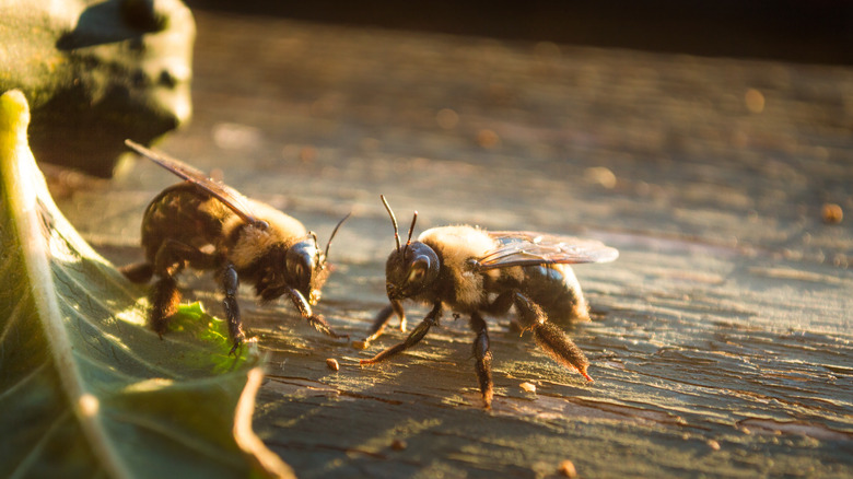 carpenter bee on a wood deck