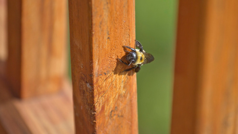 A carpenter bee sitting on a deck rail