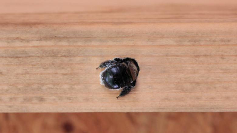 A carpenter bee entering a small, dime-sized hole in a piece of wood