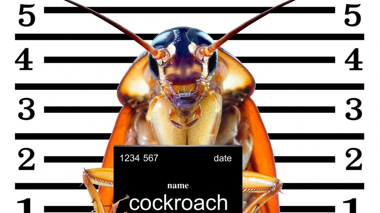 Cockroach police mug shot