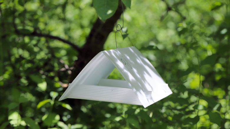 Pheromone trap hanging in apple tree