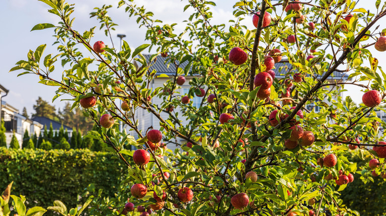 Thriving tree laden with ripe red apples, and house in the background