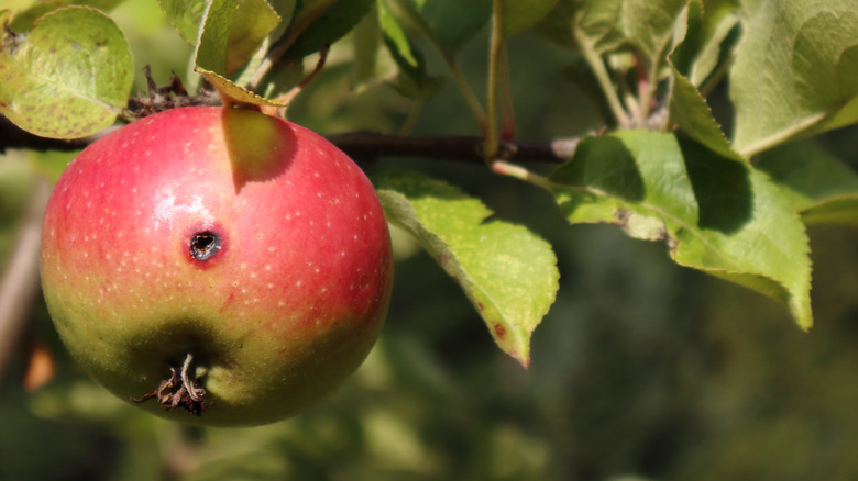 Apple on tree damaged by coddling moth larvae
