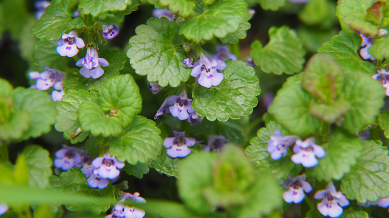 Close-up of creeping Charlie flowers