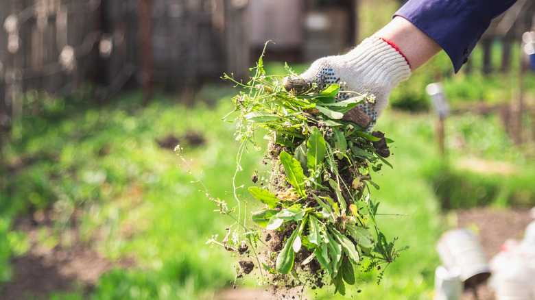 Gloved hand holding pulled weeds