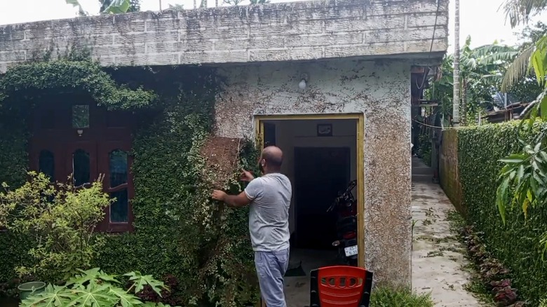 Man removing creeping fig on the exterior wall of a house.