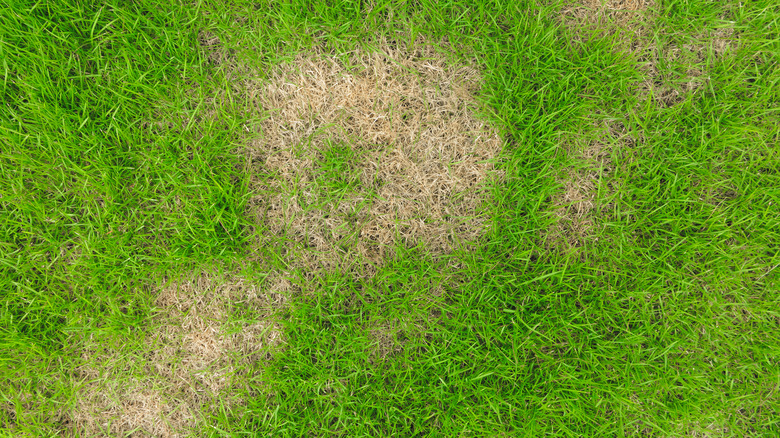 How to Get Rid of Cutworms in Lawn