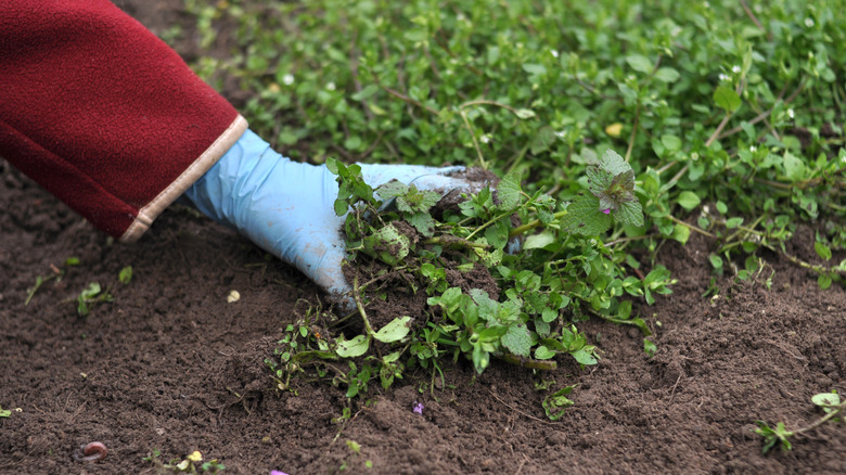 removing weeds