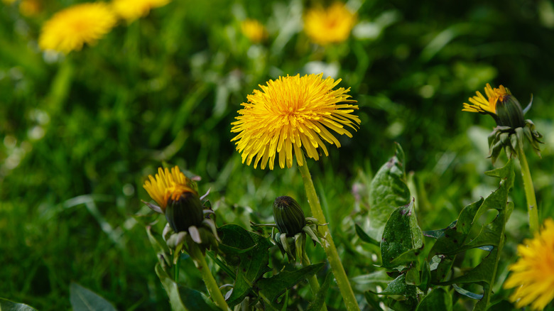 Yellow dandelions in yard