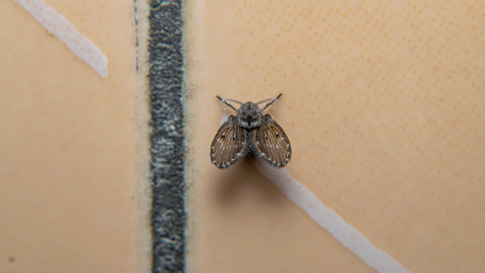 How To Get Rid Of Drain Flies With Natural Products