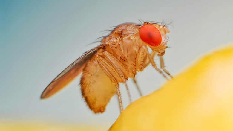 a fruit fly