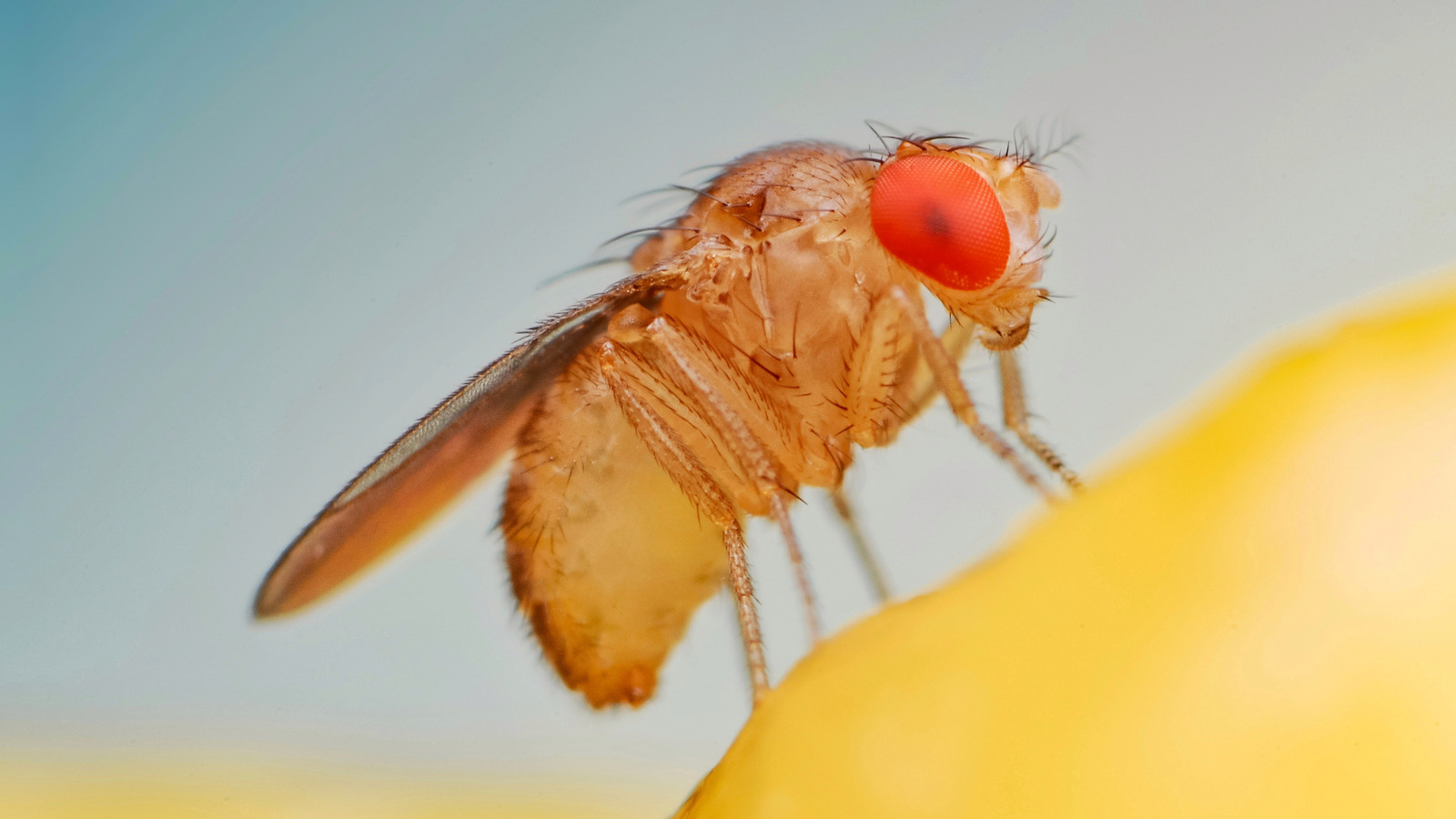 Fruit Fly Facts, Get Rid of Fruit Flies in the House