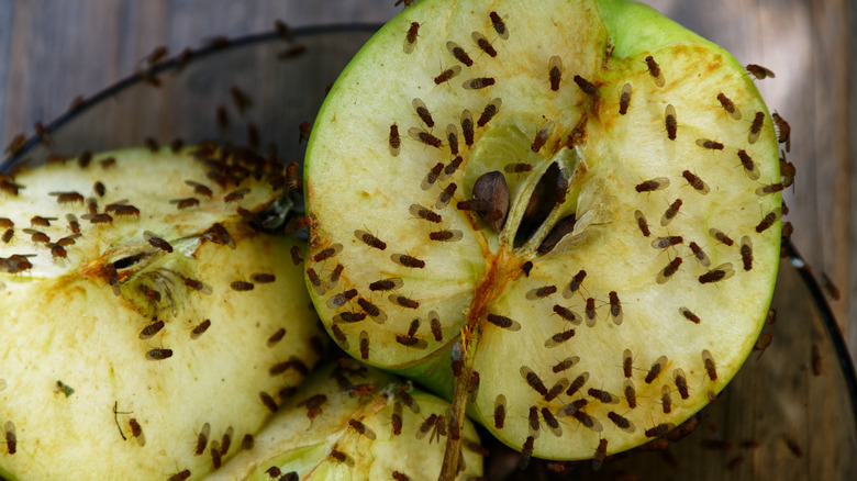 How to Get Rid of Fruit Flies, According to the Experts