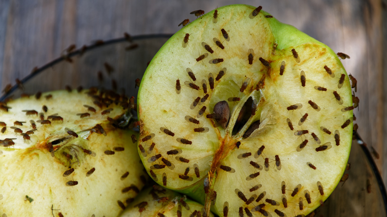 Get rid of fruit flies with vinegar