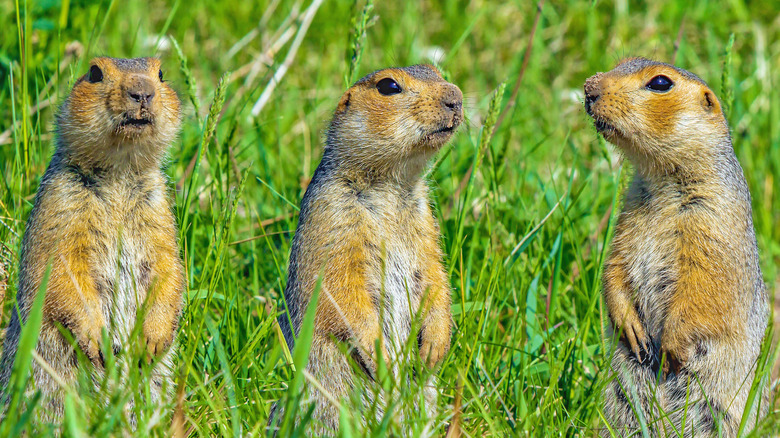 Three gophers in a yard