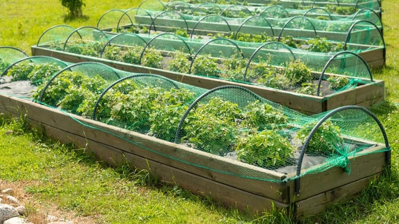 Crops in planter boxes with green mesh garden netting