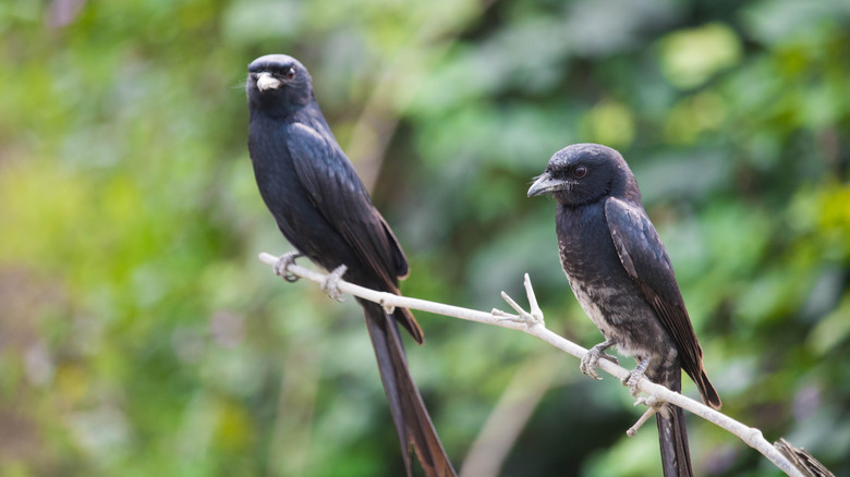 Common grackles perched on bare twig with blurred background