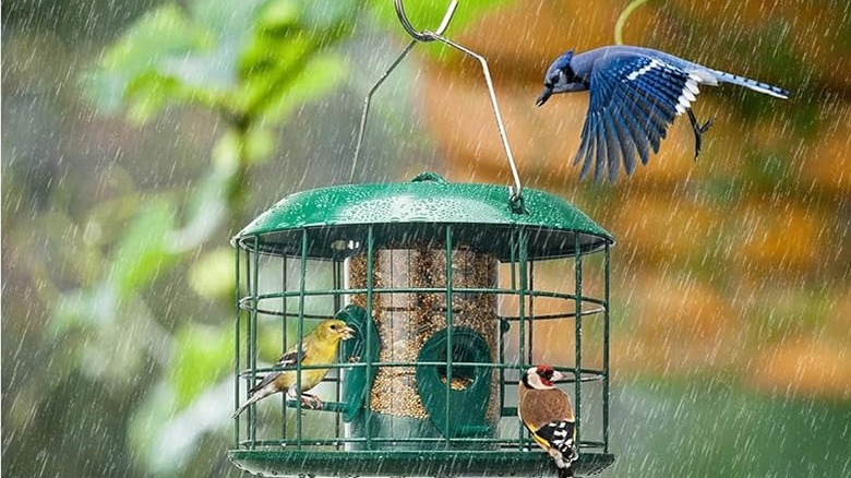 Squirrel proof bird feeder with weather proof and large bird-proof cage
