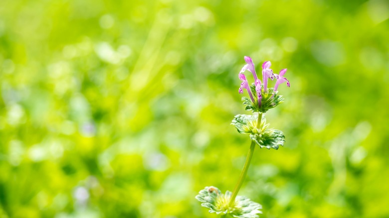 Henbit flower