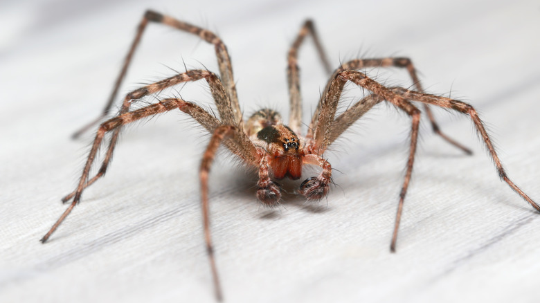 Hobo spider on hardwood floor