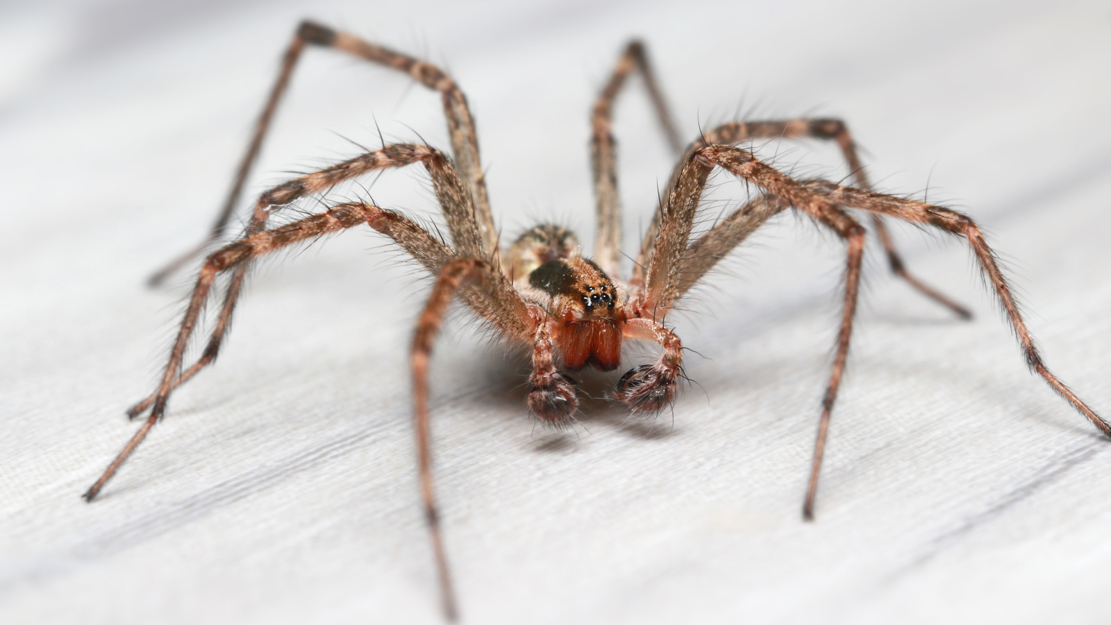 How To Get Rid Of Hobo Spiders In Your House