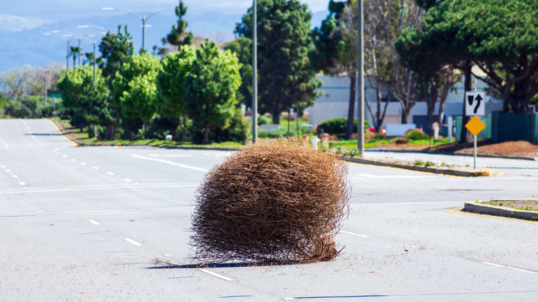 a tumbleweed rolls across a road on a bright, sunny day