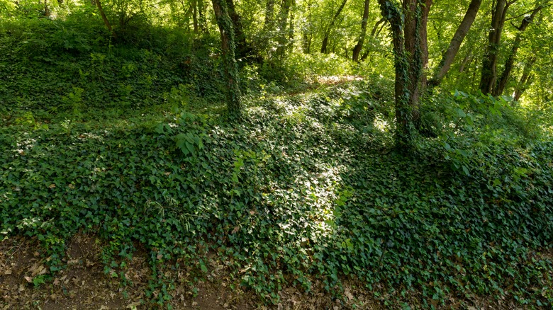 ivy ground cover in forest